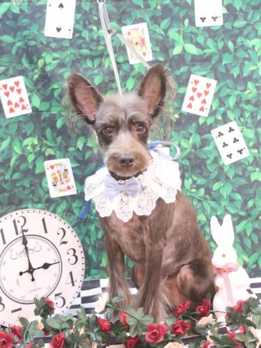 20250413コットンくん